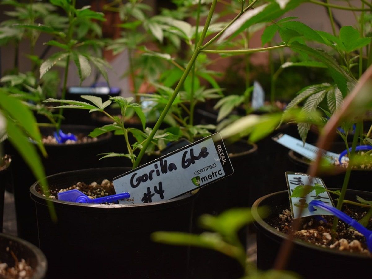 Cannabis plant metrc seed to sale tracking
