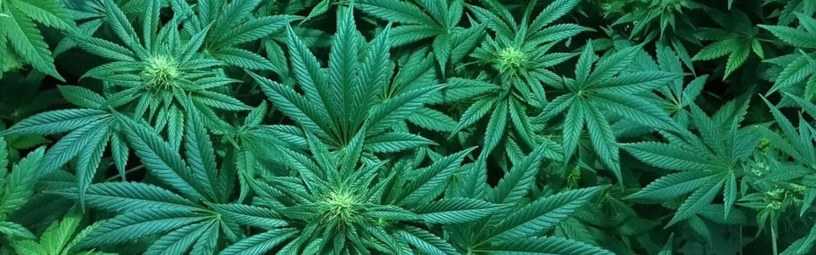 cannabis plants
