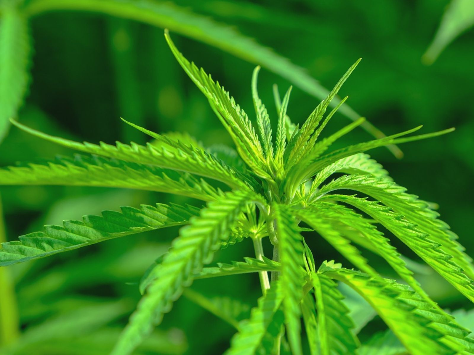 industrial hemp plant plants