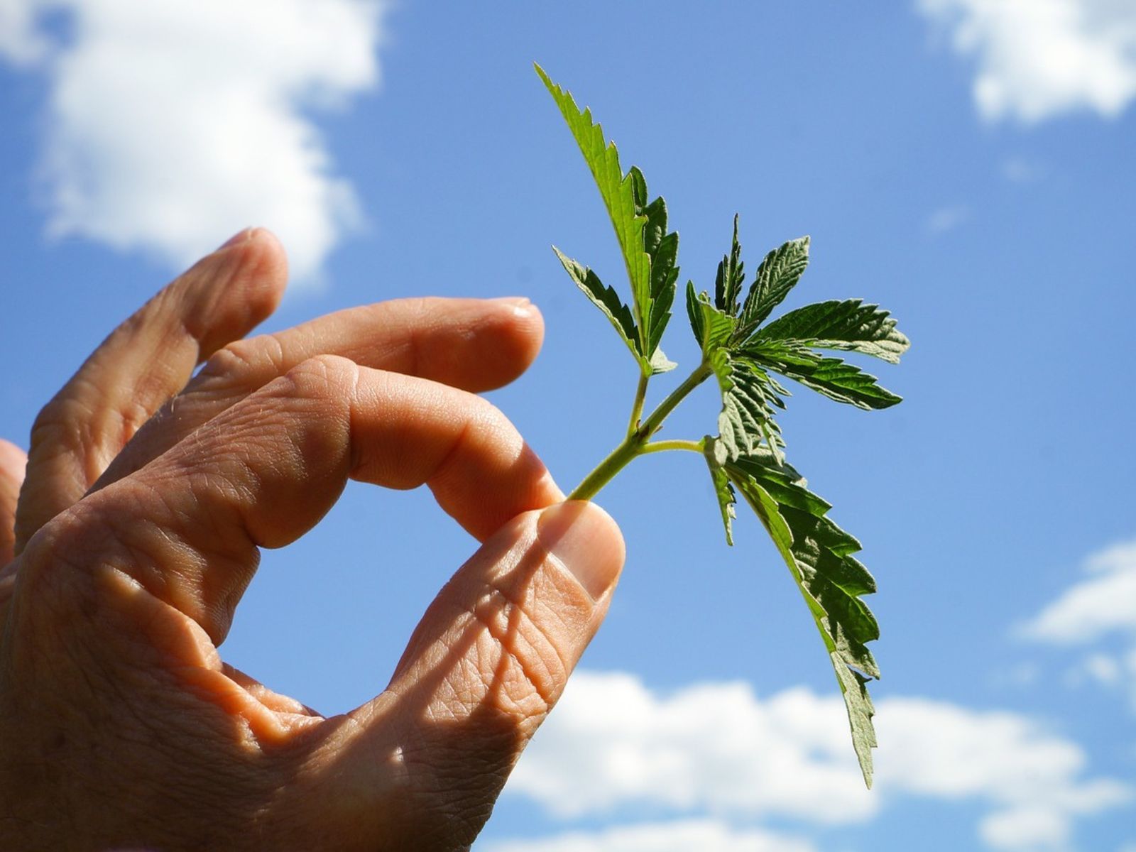 cannabis leaf