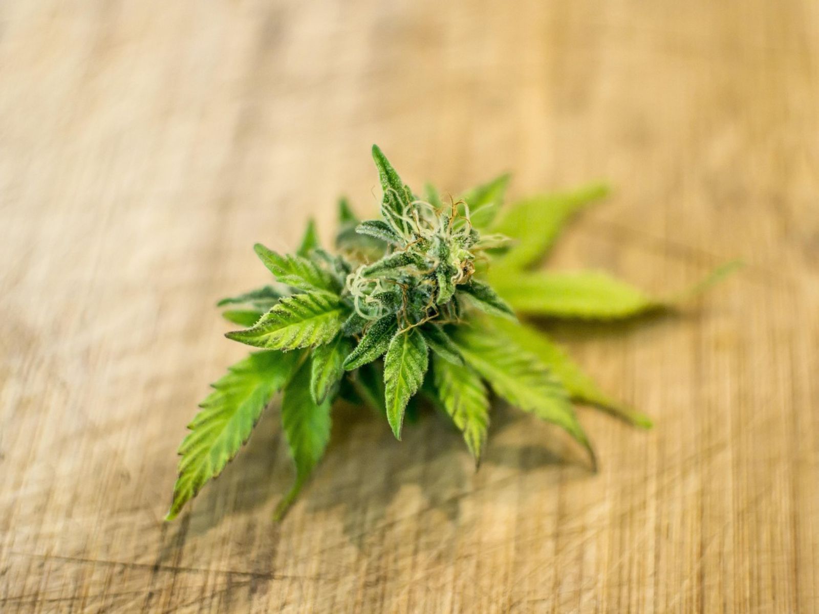 cannabis flower