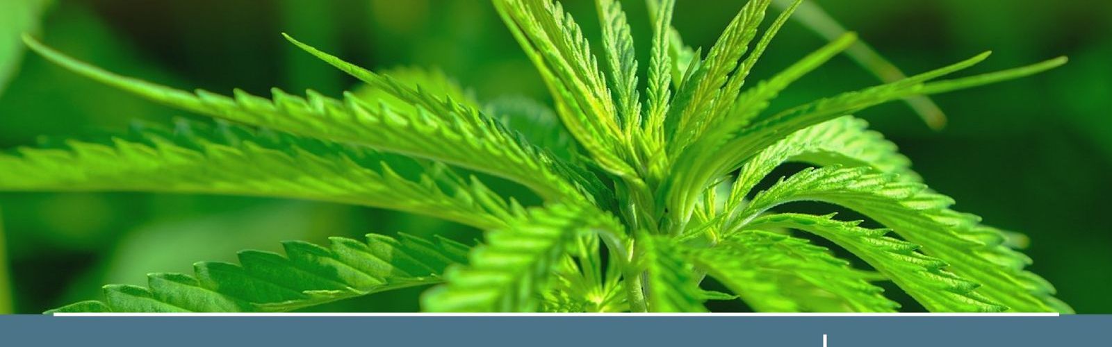 german hemp bill 2024