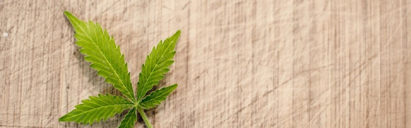 cannabis leaf plant