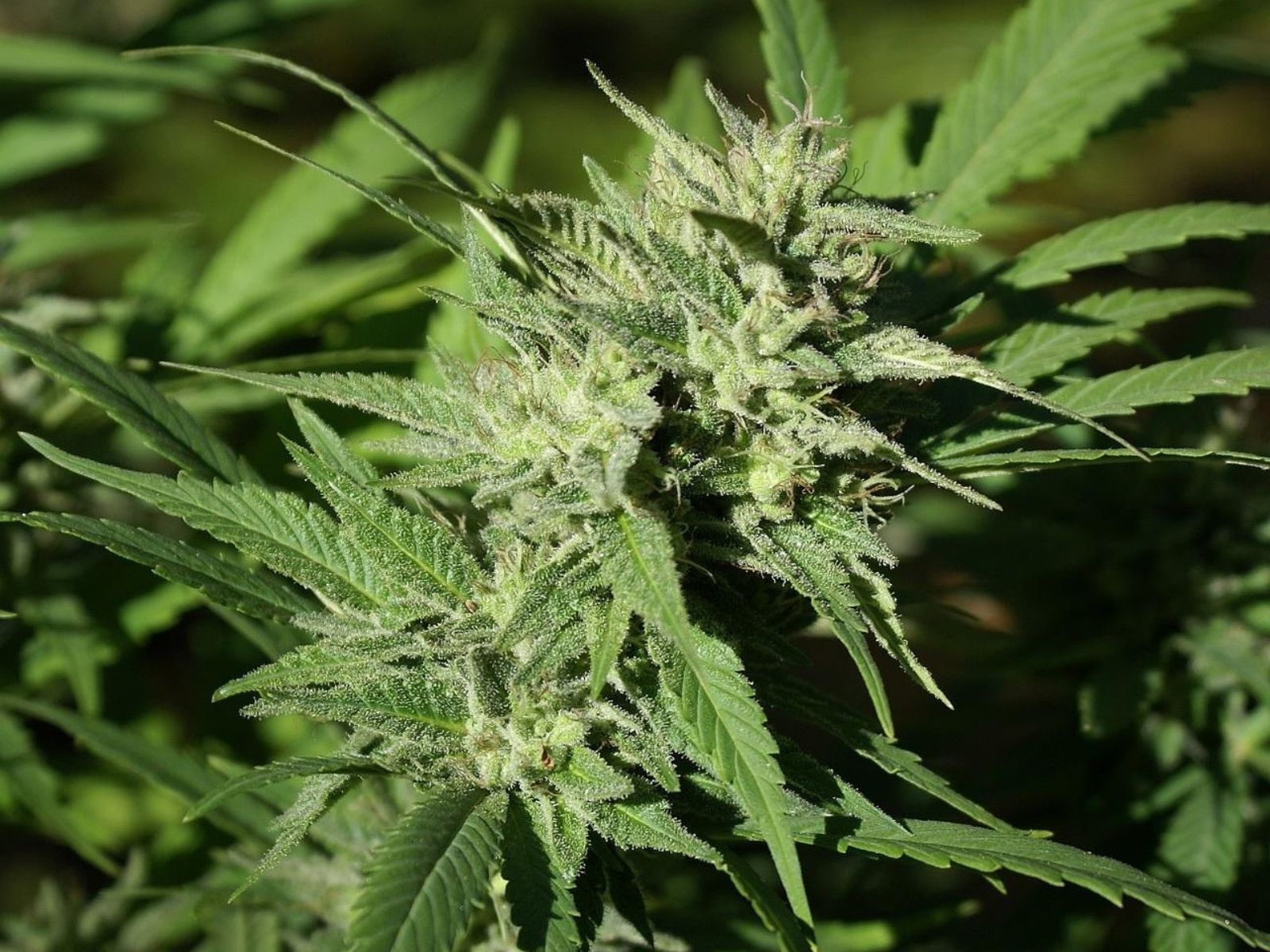 cannabis plant bud