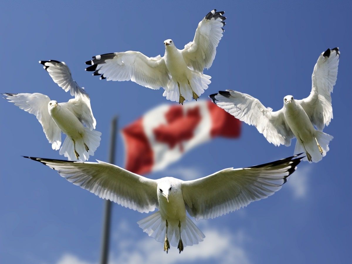 canada flag