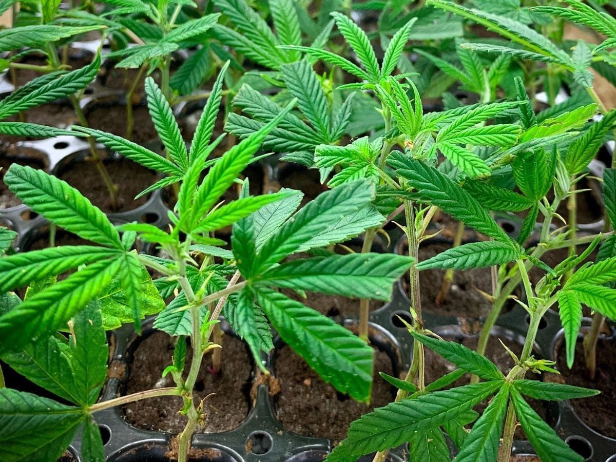 Cannabis plant clones genetics strains starts