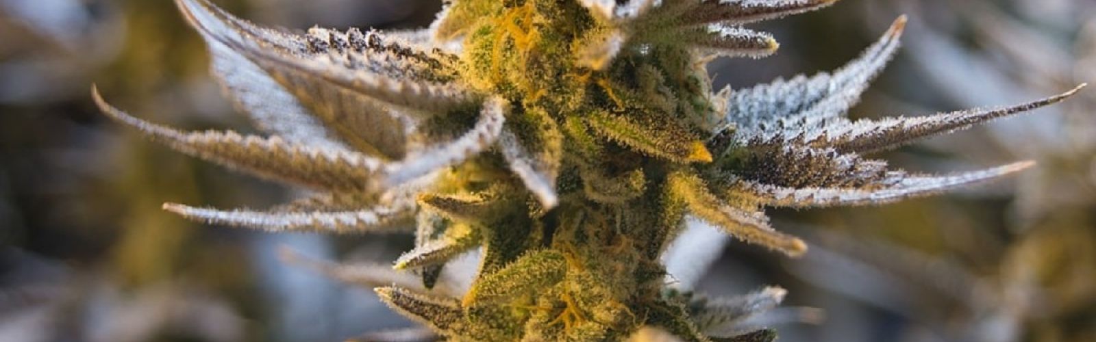 cannabis flower