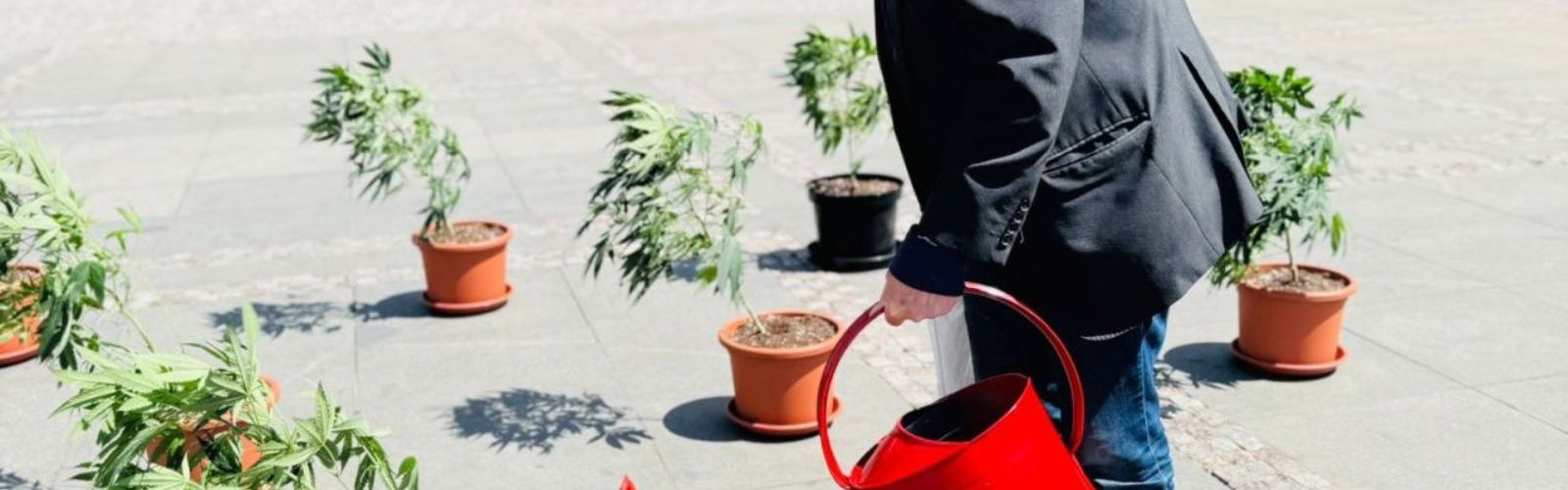 elderly man watering cannabis plants outside of the czech republic ministry of health in prague