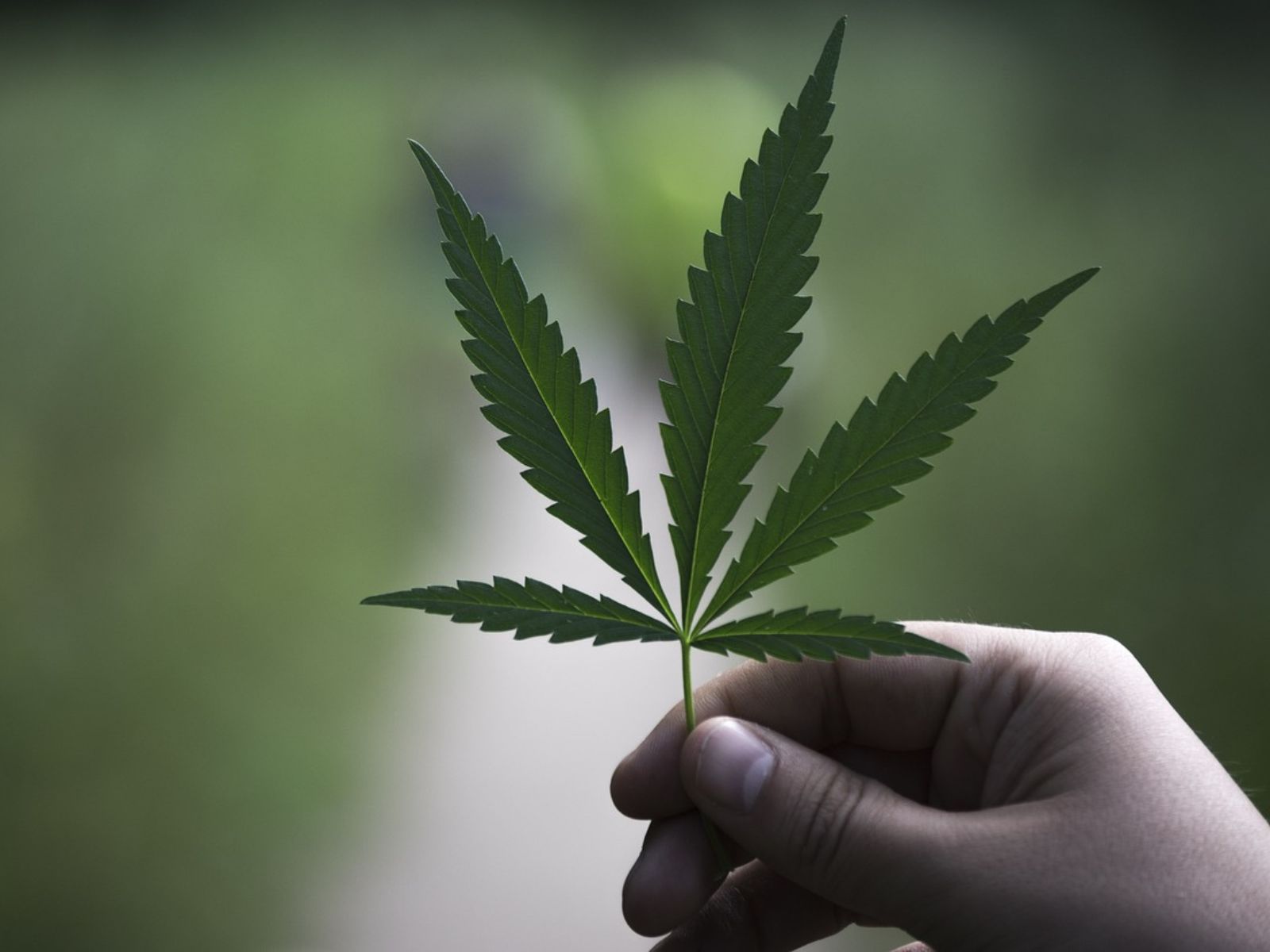 hemp cannabis leaf