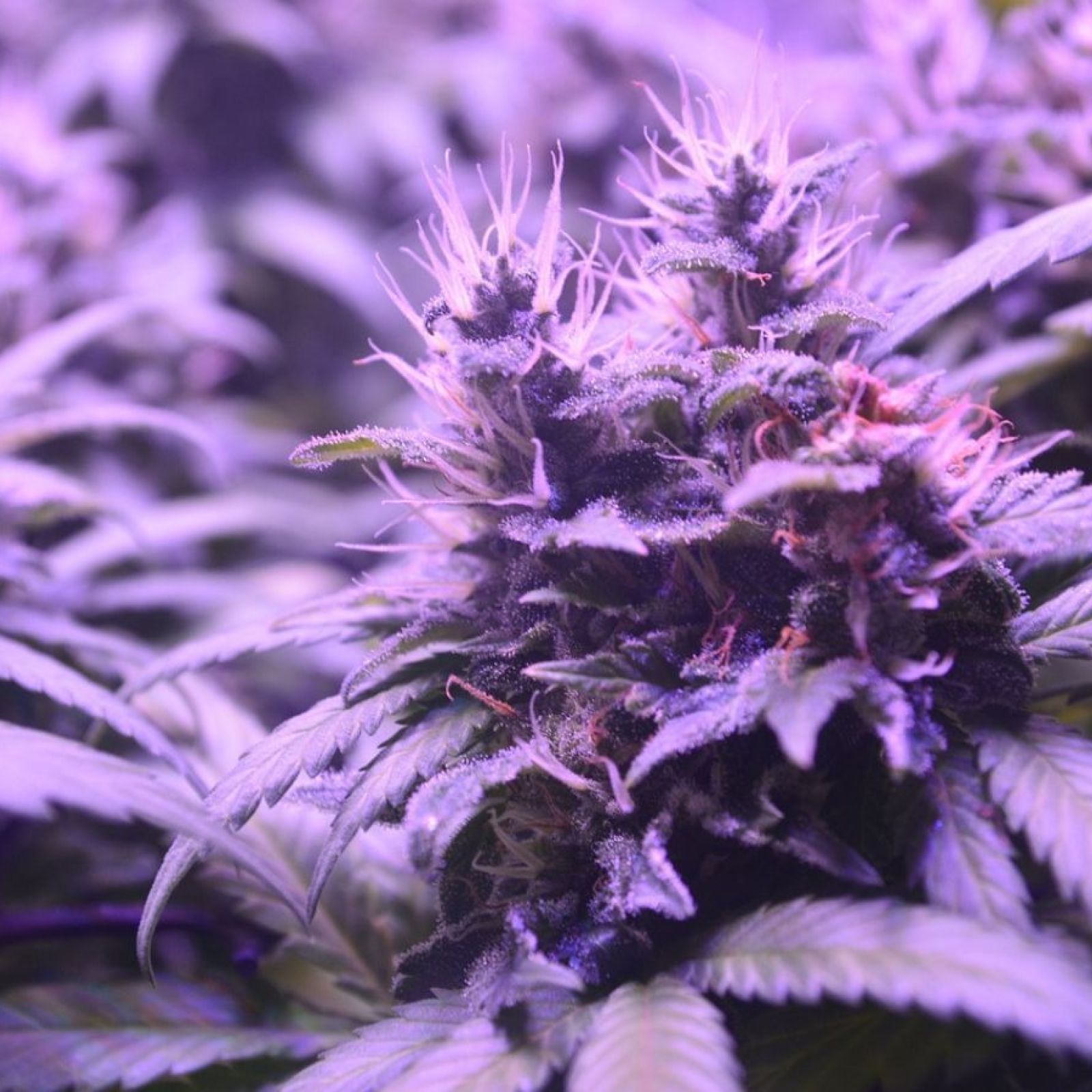 Cannabis plant flower