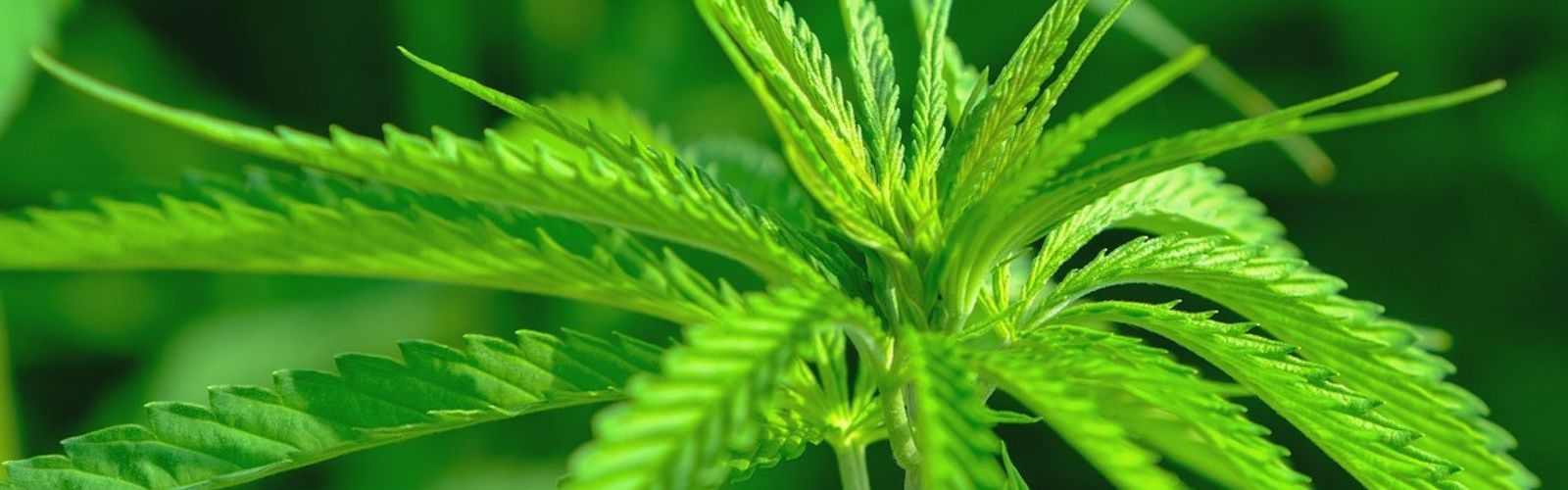 industrial hemp plant plants