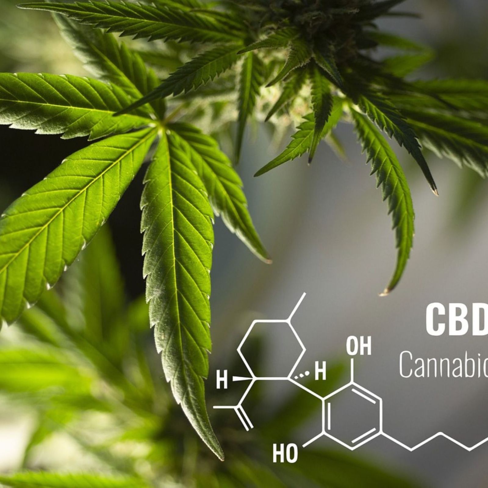 cannabidiol cbd