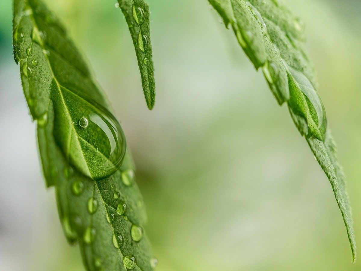 medical cannabis