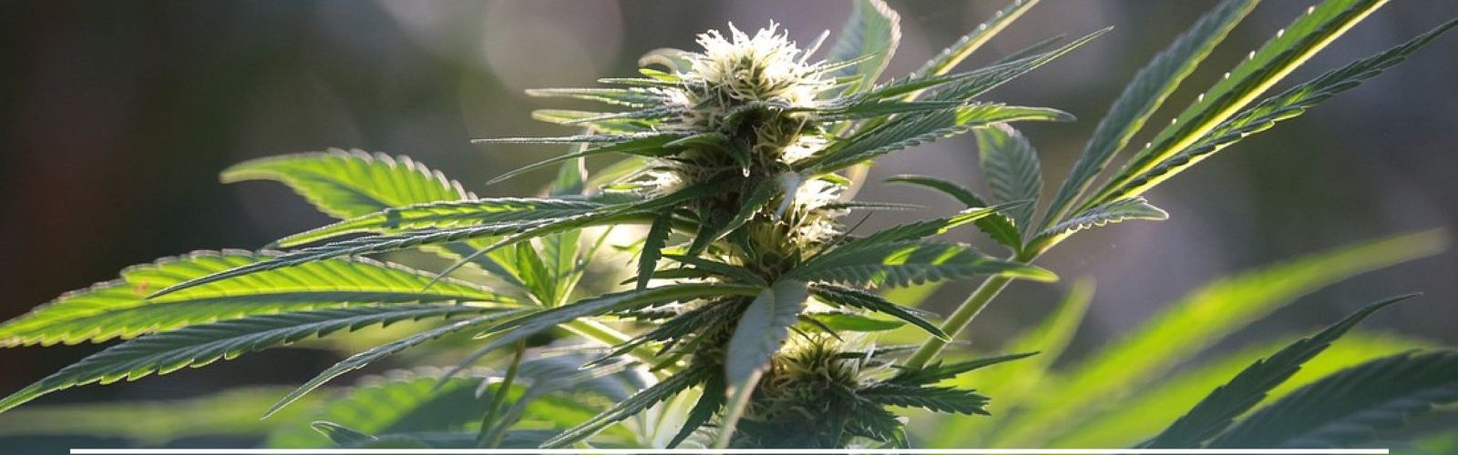 german hemp intoxication clause