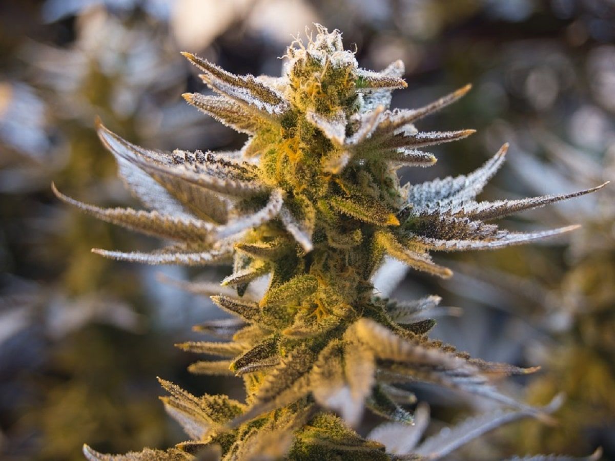 cannabis flower
