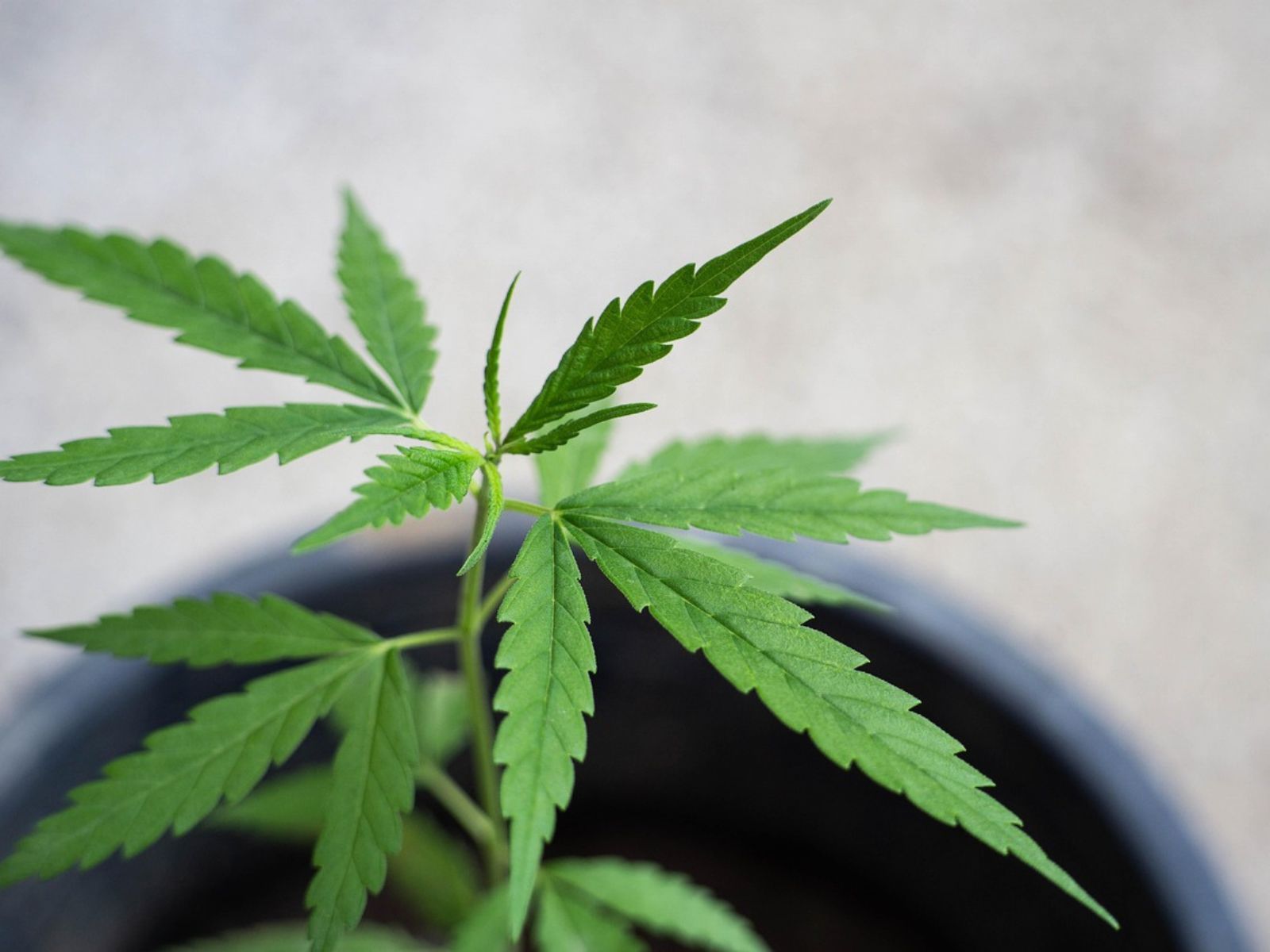 cannabis plant