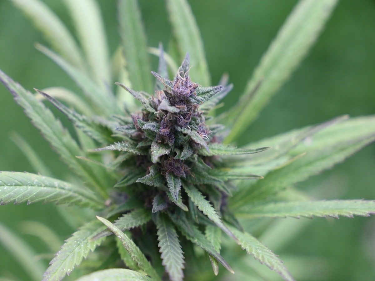 cannabis plant flower bud garden