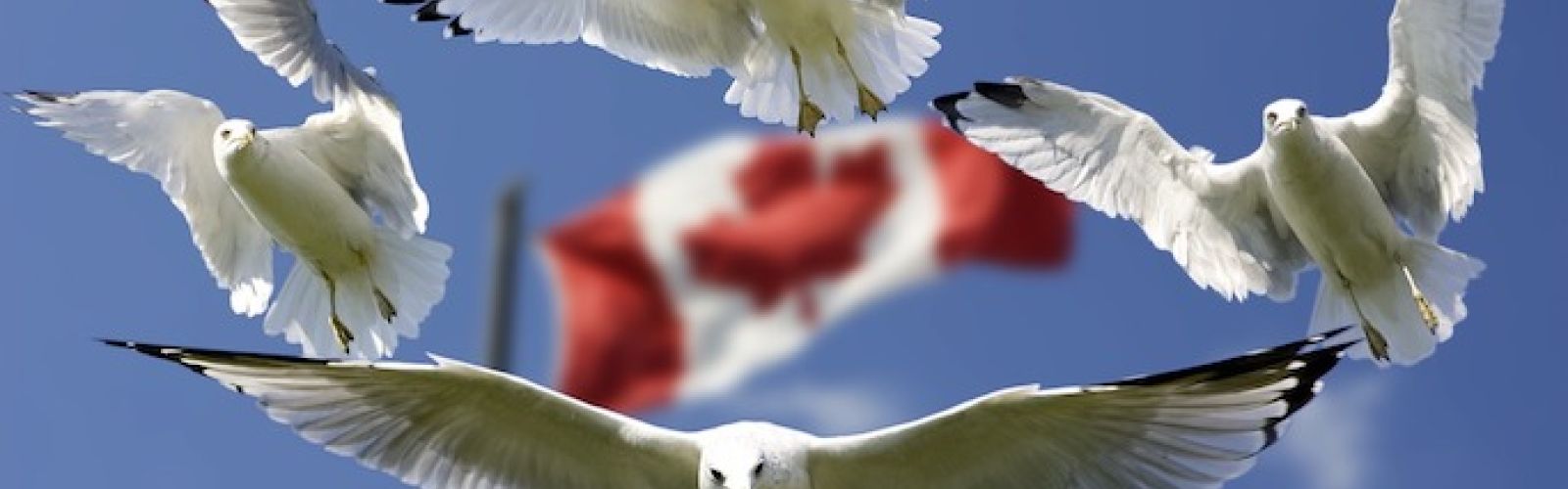 Oh Canada