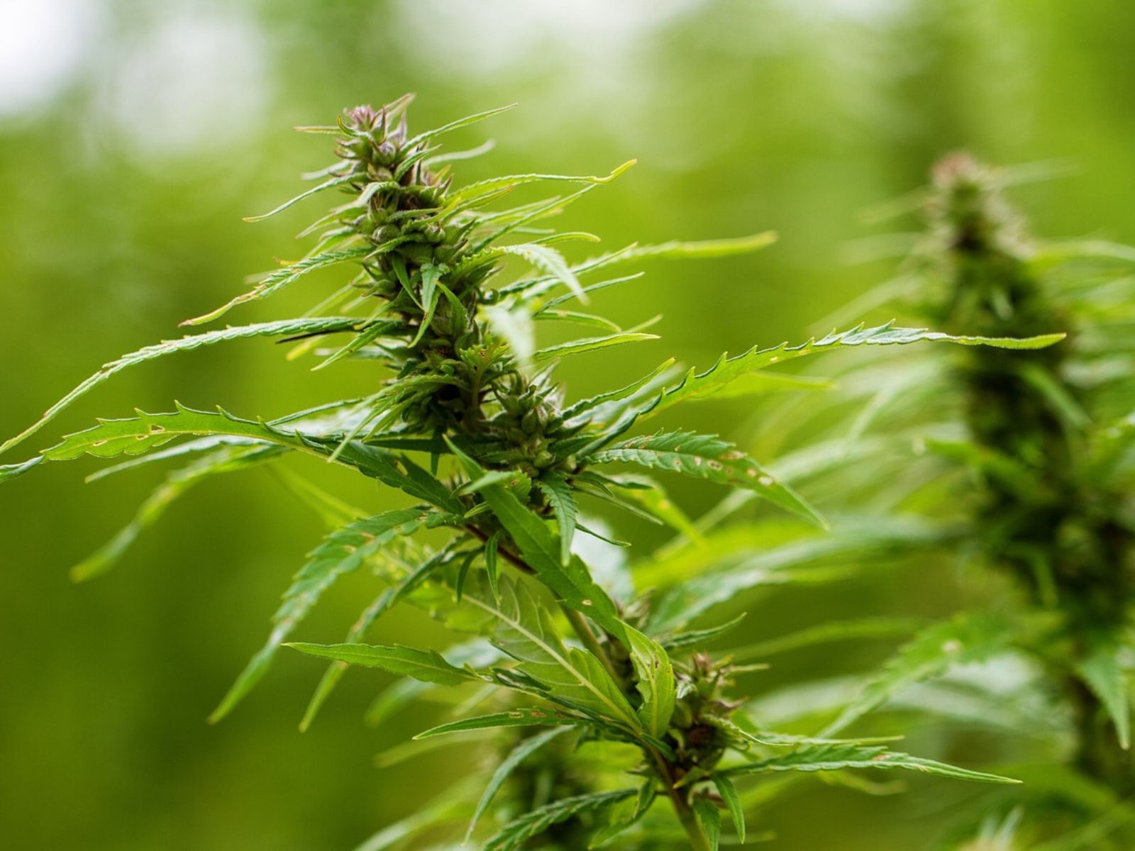hemp plants
