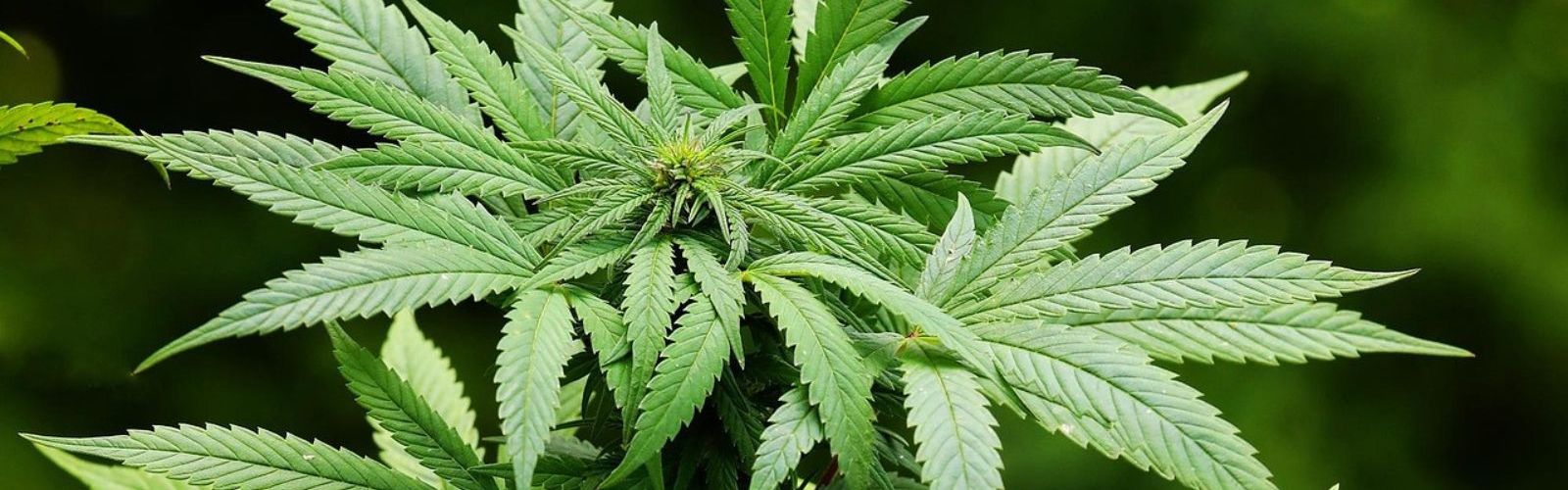 cannabis plant