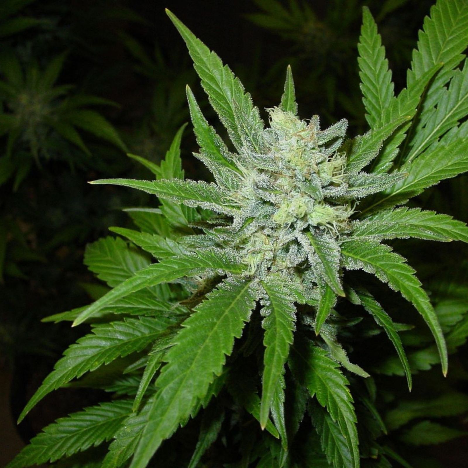 cannabis plant indoor