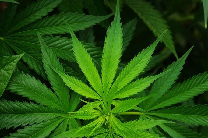 Cannabis hemp leaf