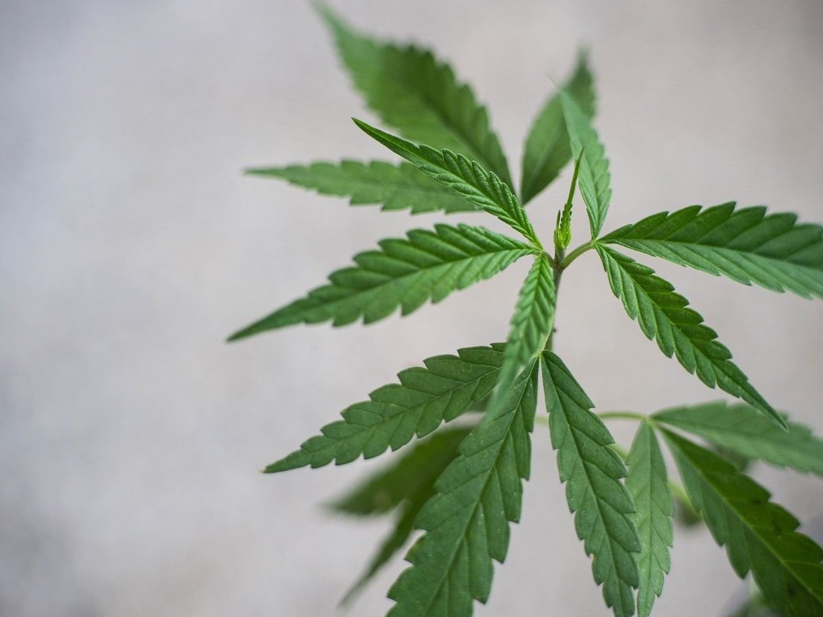 cbd hemp leaf plant cannabis