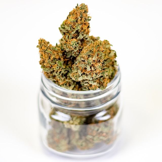 cannabis buds
