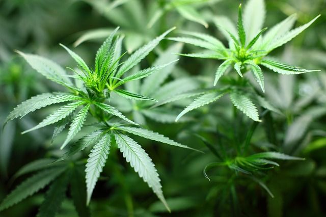 Cannabis Seedlings