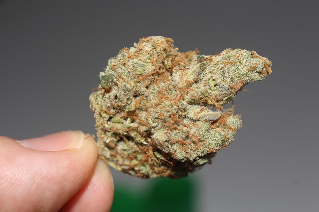 marijuana bud