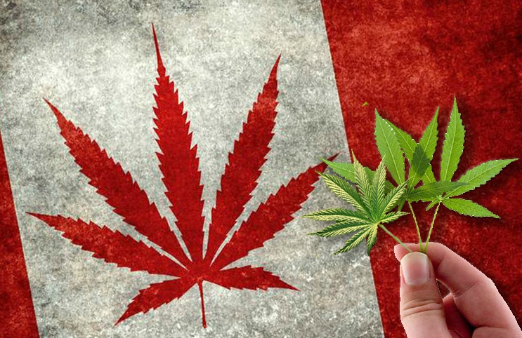 Image result for canada flag weed cnn