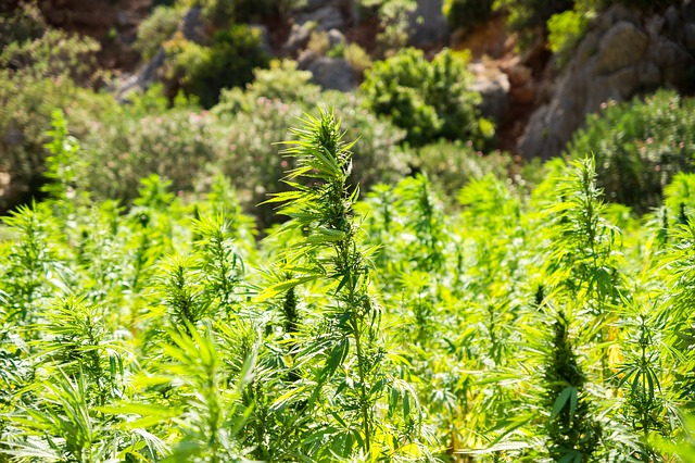 Cannabis Hemp Field