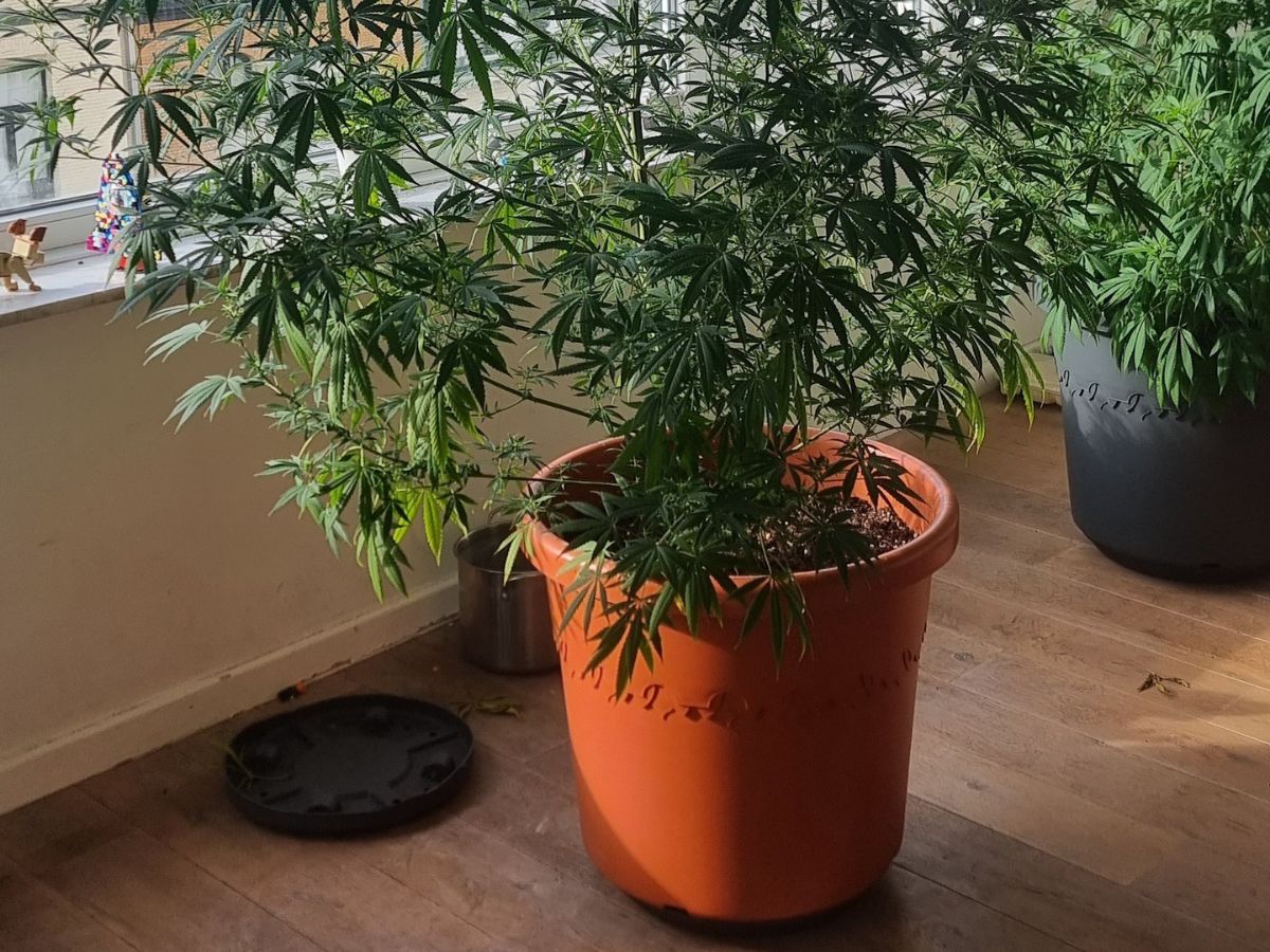 Cannabis Plant