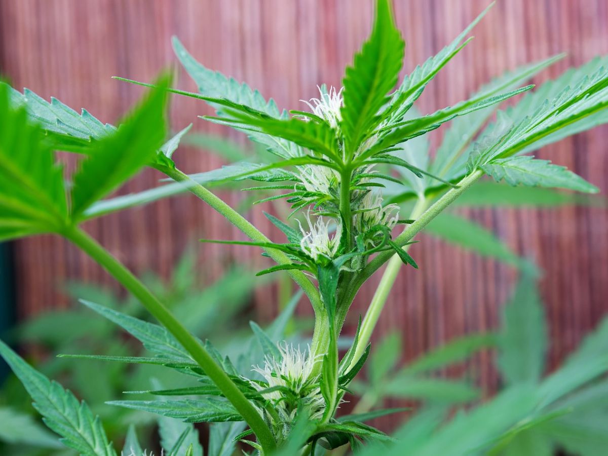 Cannabis plant flower bud budding flowering