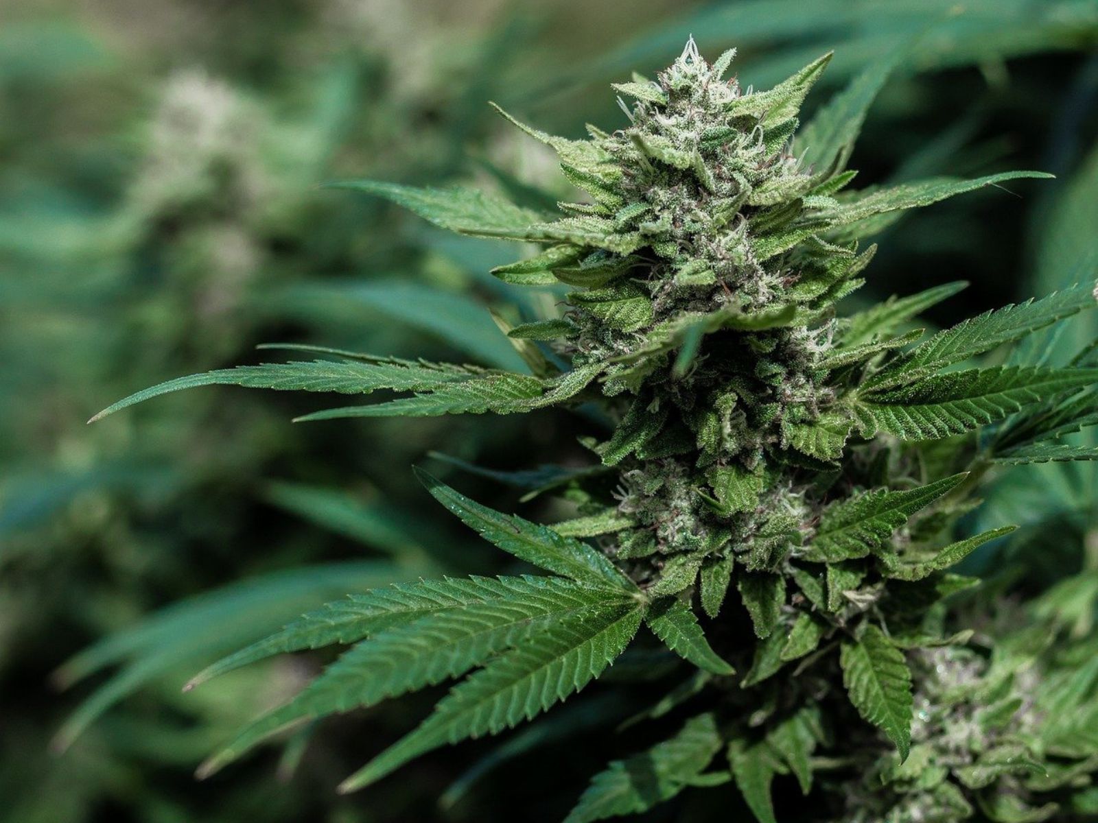 adult use cannabis plant