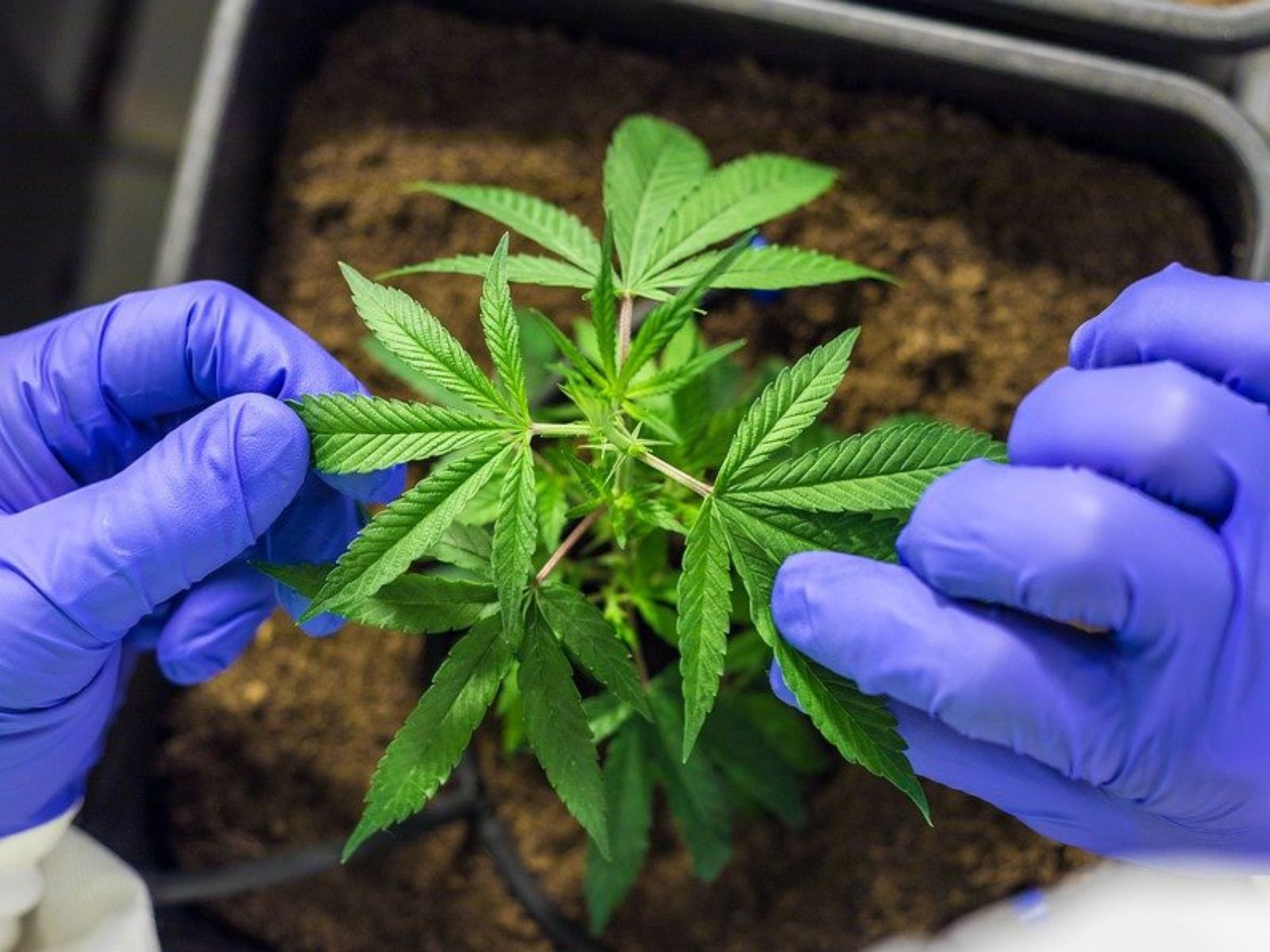 medical cannabis plant