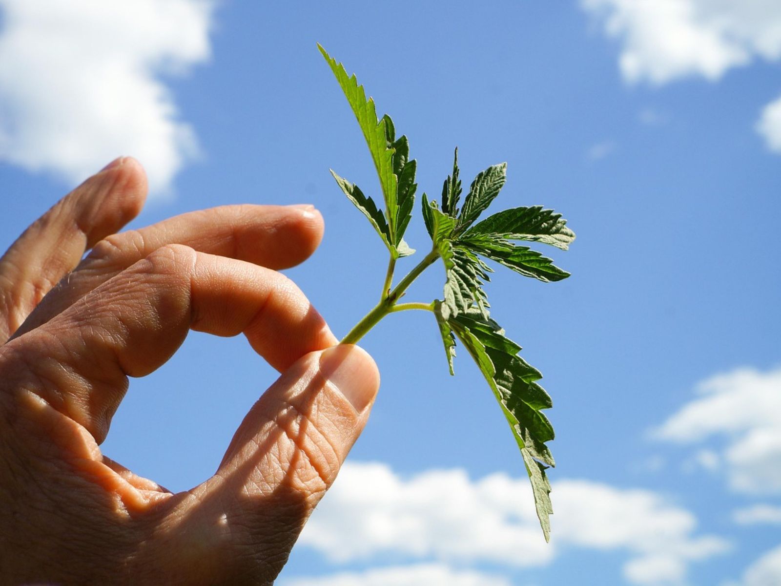 hemp cannabis leaf leaves plant
