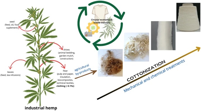 industrial hemp cottonization mechanical and chemical treatments