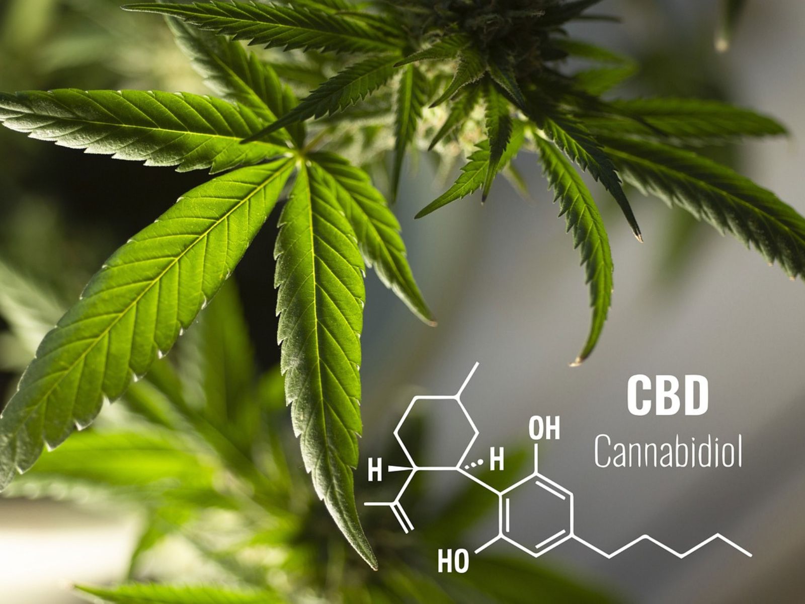 cannabidiol cbd