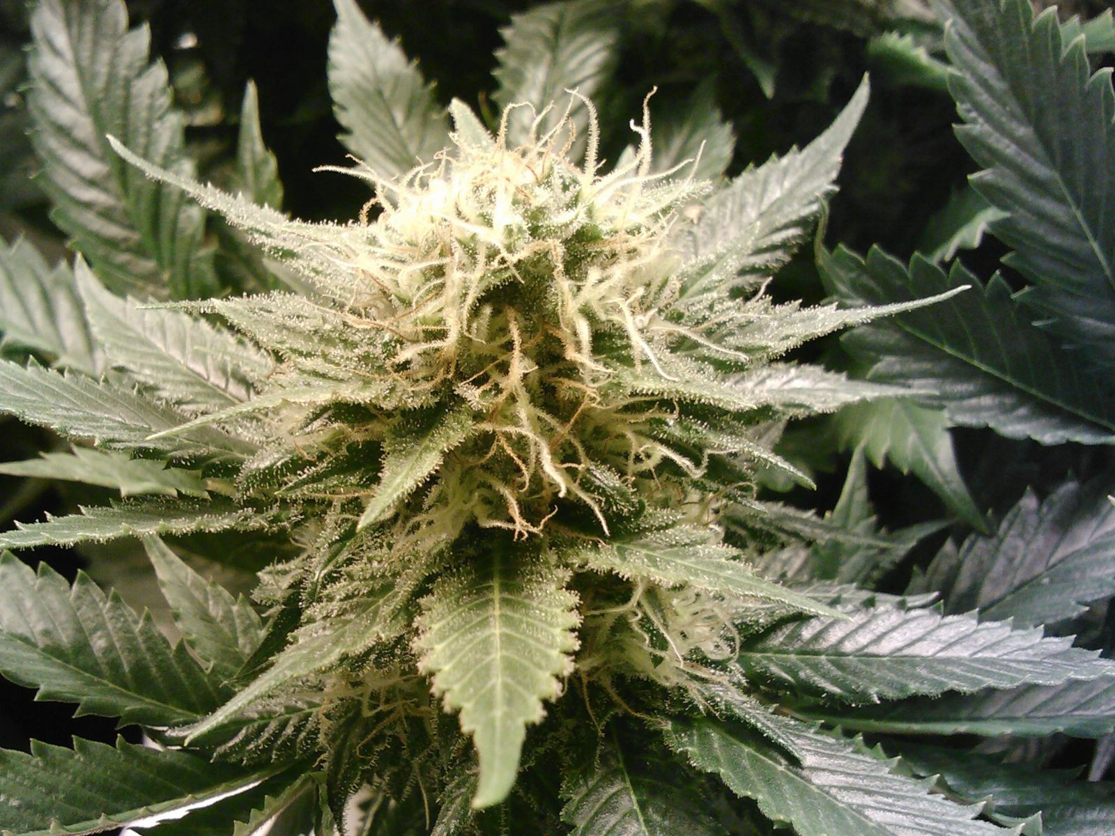cannabis plant flower bud