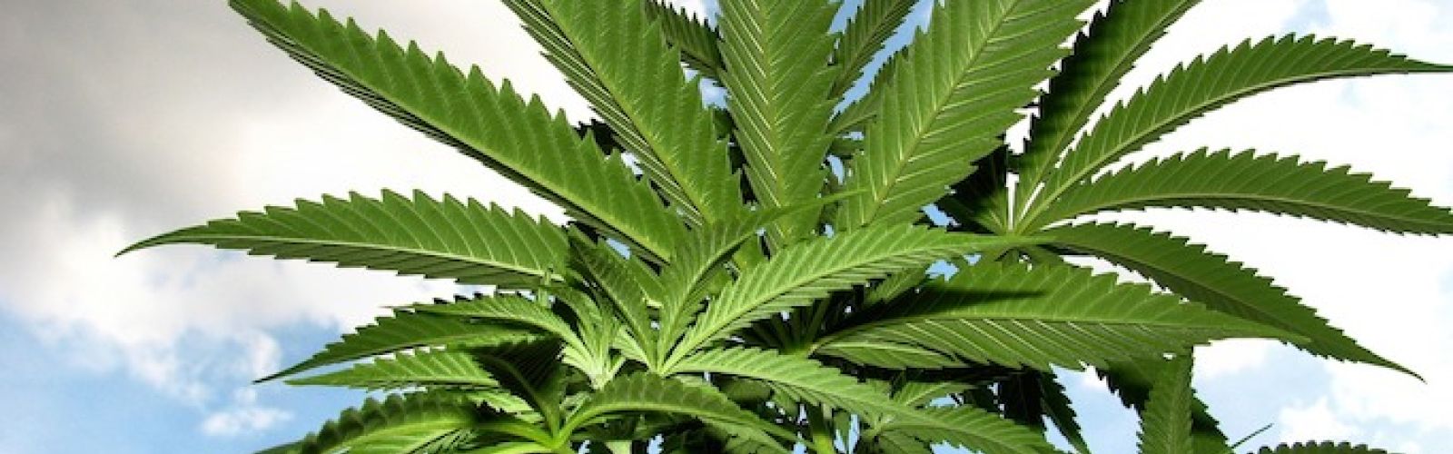 cannabis plant