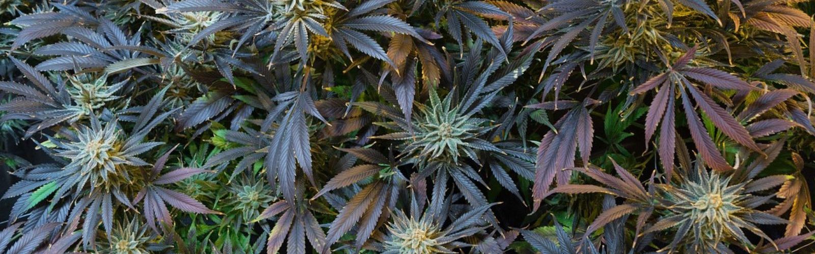 cannabis plants