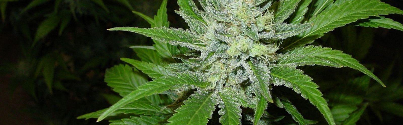 cannabis plant indoor