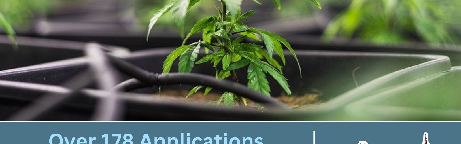 German cannabis cultivation associations 178 applications
