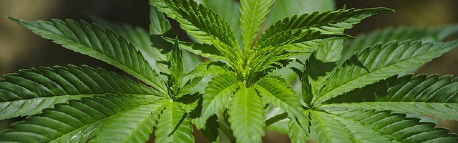 Cannabis plant