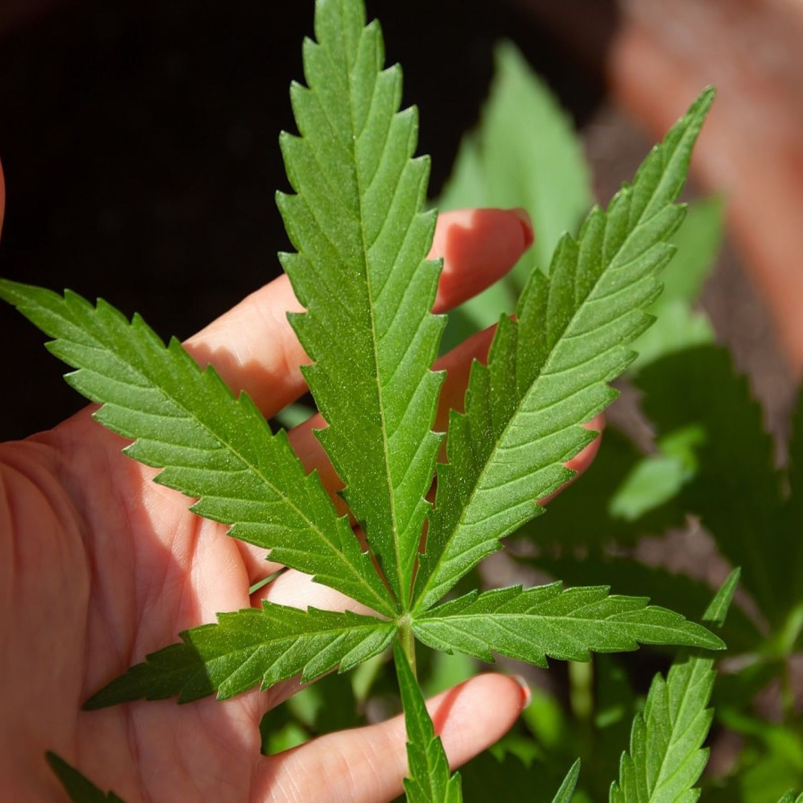 cannabis leaf leaves plant