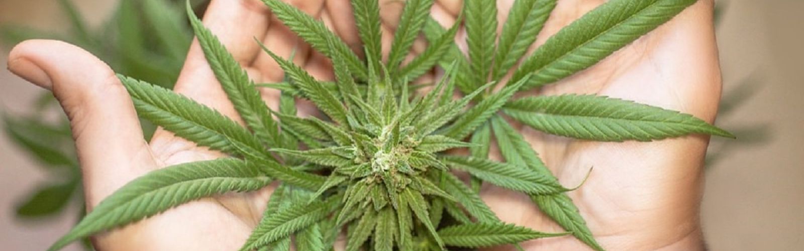 cannabis plant flower