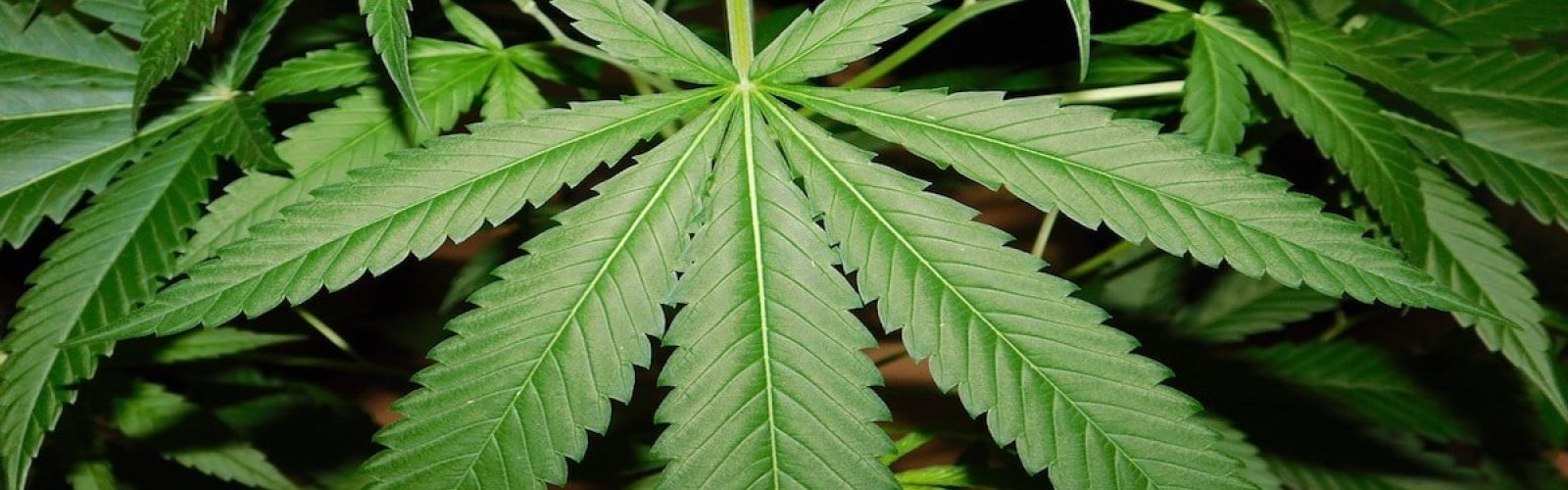 marijuana leaves