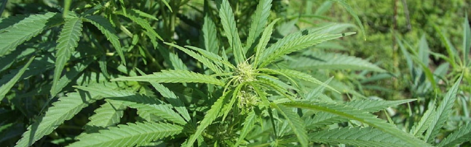hemp plant field