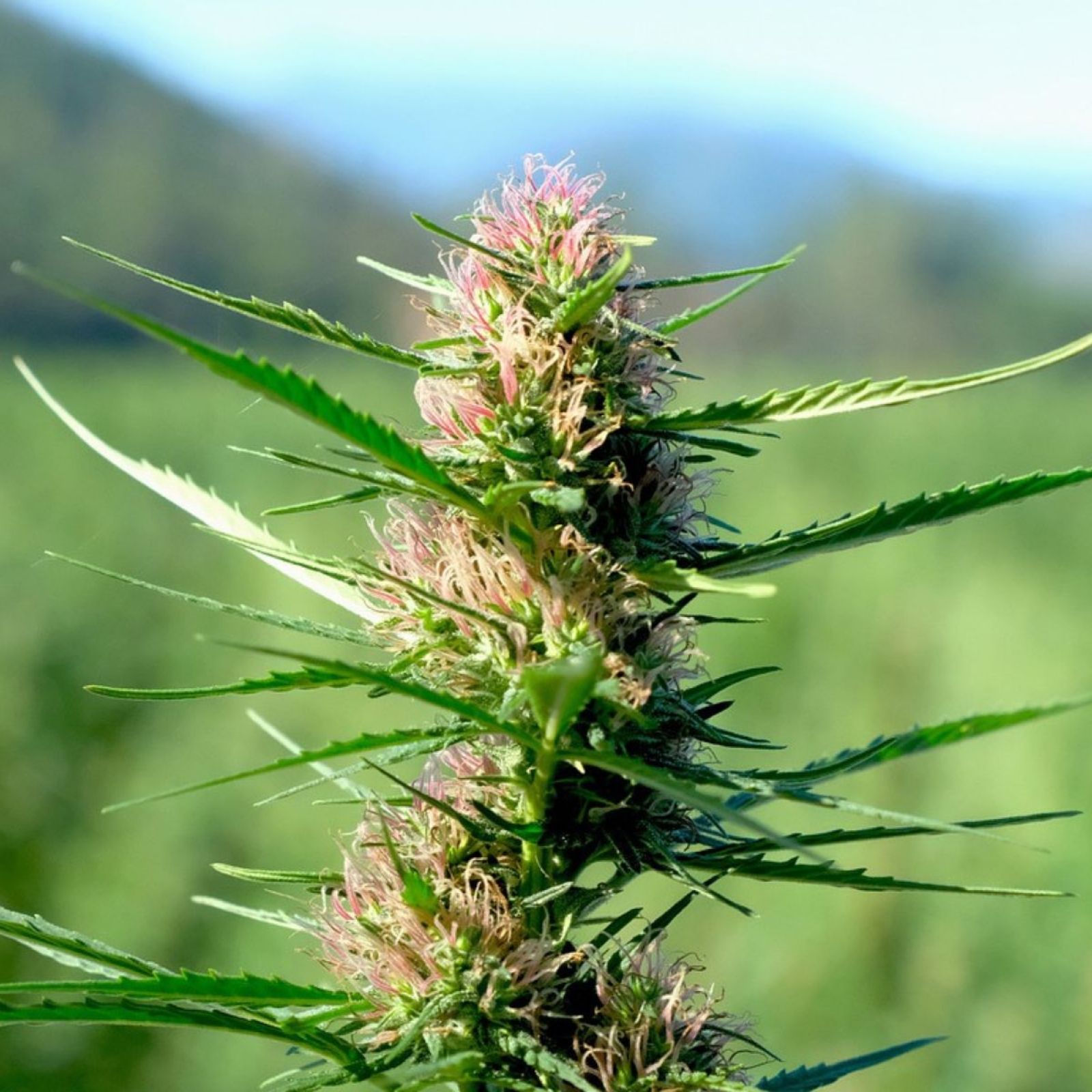 cannabis plant bud field outdoor